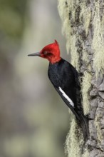 Magellanic Woodpecker (Campephilus magellanicus) perched on a branch in Chile