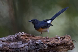 White-rumped Shama (Copsychus malabaricus) female, Malaysia