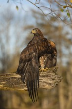One golden eagle (Aquila chrysaetos) sitting on a broken and rotting log with fall foliage in the