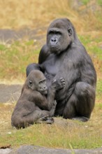 Western gorilla (Gorilla gorilla), adult, female, with young, sitting, on ground