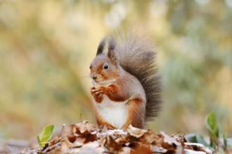 Eurasian squirrel (Sciurus vulgaris) sitting feeding on a pile of leaves with hoarfrost, North