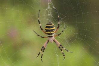 Wespenspinne (Argiope bruennichi) wasp spider