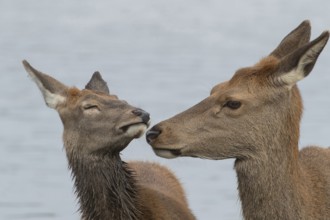 Red deer (Cervus elaphus) adult female parent mother animal and juvenile fawn interacting together,
