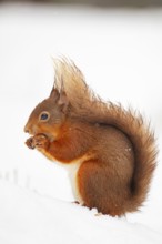 Red squirrel (Sciurus vulgaris) adult animal feeding on a nut in snow in winter, Scotland, United