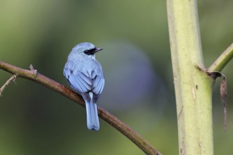 Verditer Flycatcher (Eumyias thalassinus) male, Malaysia