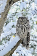 Ural owl (Strix uralensis), captive, Switzerland