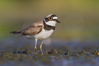 Little Ringed Plover (Charadrius dubius) foraging in the mud, Poland