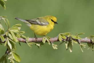 Blue-winged Warbler (Vermivora cyanoptera) male perched on a branch, Texas, USA