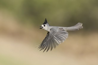 Black-crested Titmouse (Baeolophus atricristatus) flying, Texas, USA