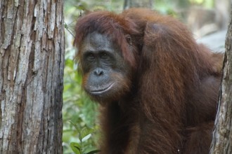 Borneo, Indonesia, Orang Utan, (Pongo pygmaeus), Animals, Mammals, Female, Borneo, Indonesia