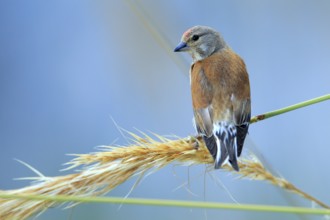Common Linnet (Linaria cannabina) male, Andalusia, Spain