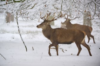 A stag on the move in the snow-covered forest. Another stag in the background, winter, red deer