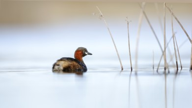 A little grebe is peacefully swimming in the serene waters of Puebla de BeleÃ±a, Spain. The calm