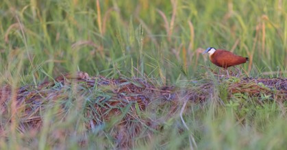 Blue-fronted Jacanas, (Actophilornis africana), Actophilornis africanus