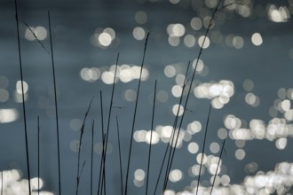 Waves on the Weser river with sun reflexes, Wesertal, Weserbergland, Germany