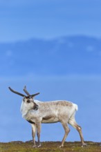 Reindeer, Ren, (Rangifer tarandus), Animals, Mammals, Deer family, Varanger, Finnmark, Norway