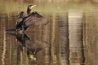 Cormorant on a lake, winter, Germany