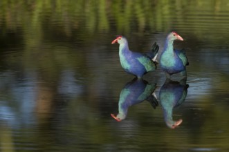 Grey-headed Swamphen (Porphyrio poliocephalus) foraging, Florida, USA