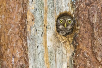 Eurasian Pygmy Owl (Glaucidium passerinum) female looking out of breeding cavity, Bavaria, Germany