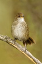 Eastern Bristlebird (Dasyornis brachypterus), New South Wales, Australia