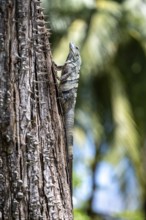 Black spiny-tailed iguana, Osa, Costa Rica