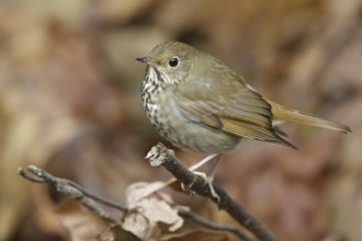 Hermit Thrush (Catharus guttatus), British Columbia, Canada