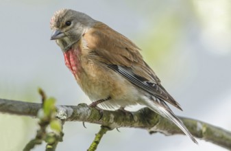 Common Linnet (Linaria cannabina) male, Schleswig-Holstein, Germany