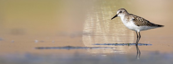 Little sandpiper (Calidris minuta), foraging in the Salalah biotope, Raysut, Sohar, Oman