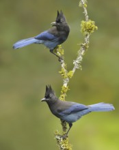 Steller's Jay (Cyanocitta stelleri), British Columbia, Canada
