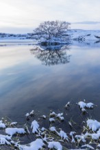 Snow-covered with bushes small island in Lake Myvatn, at blue hour, Kalfaströnd, Northern Iceland