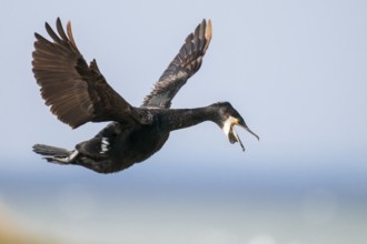 Cormorant (Phalacrocorax carbo) in flight, Stralsund, Mecklenburg-Western Pomerania, Germany