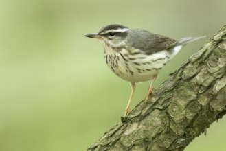 Louisiana waterthrush (Parkesia motacilla) perched on a branch in Ontario, Canada
