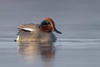 Eurasian Teal (Anas crecca) male, Saxony-Anhalt, Germany