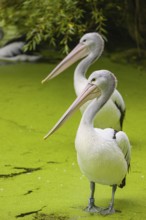Two Australian pelicans (Pelecanus conspicillatus) stand in the very shallow water of a pond