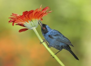 Masked Flowerpiercer (Diglossa cyanea), Ecuador