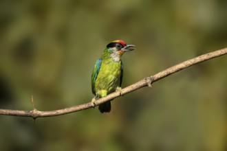 Golden-throated Barbet (Psilopogon franklinii) perched on a branch, Yunnan, China