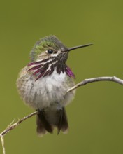 Calliope Hummingbird