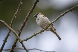 A sparrow (Passeridae) sitting on a thorny branch in a natural environment, Ternitz, Lower Austria,