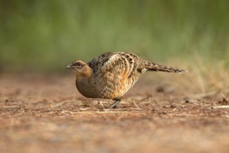 Mrs. Hume's Pheasant (Syrmaticus humiae) female, Chiang Mai, Thailand