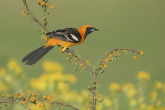 Hooded Oriole (Icterus cucullatus) male, Texas, USA