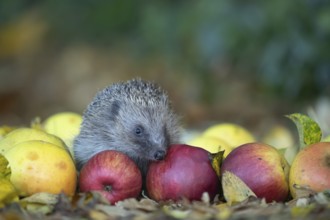 European hedgehog (Erinaceus europaeus) adult animal on fallen apples fruit in a garden in autumn,