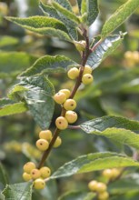 Winterberry (Ilex verticillata 'Citronella'), Bundessortenamt, Germany