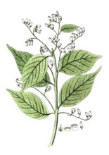 Styrax benzoin, Styrax tree, Sumatran benzoin tree, digital reproduction of a historical model,