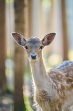 European fallow deer (Dama dama) youngster, portrait, in a forest, Bavaria, Germany