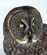 Great Grey Owl (Strix nebulosa) female, Saskatchewan, Canada