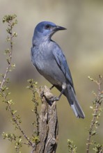 Pinyon Jay (Gymnorhinus cyanocephalus), Oregon, USA