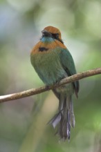 Broad-billed Motmot (Electron platyrhynchum), Costa Rica