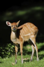 Western Sitatunga (Tragelaphus spekii gratus), juvenile, captive, occurrence in Africa