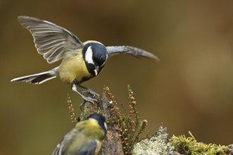 Great Tit (Parus major), Rhineland-Palatinate, Germany