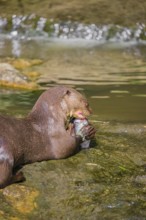 An adult giant otter or giant river otter (Pteronura brasiliensis) sits in a small creek with a